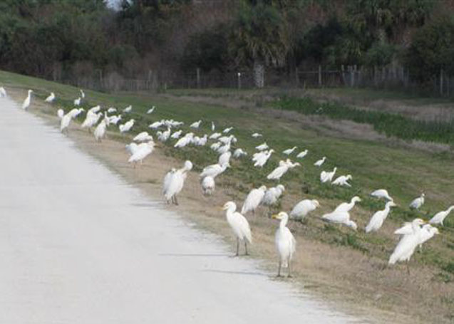 Cattle Egrets on the Road at Viera Wetlands