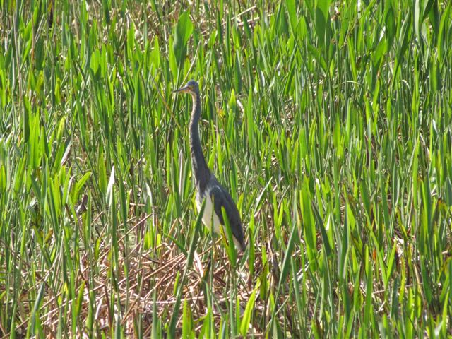 Tricolored Heron at Corkscrew