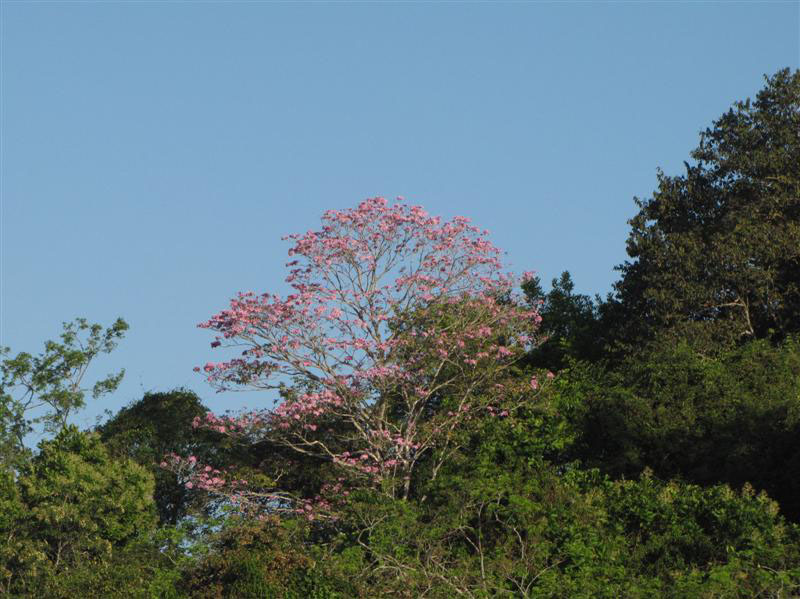 View From Canopy Crane