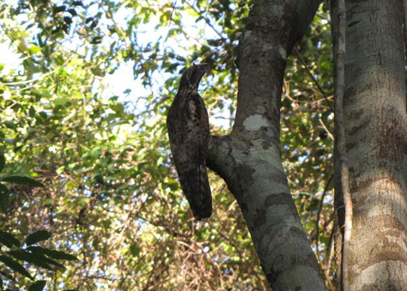 Common Potoo