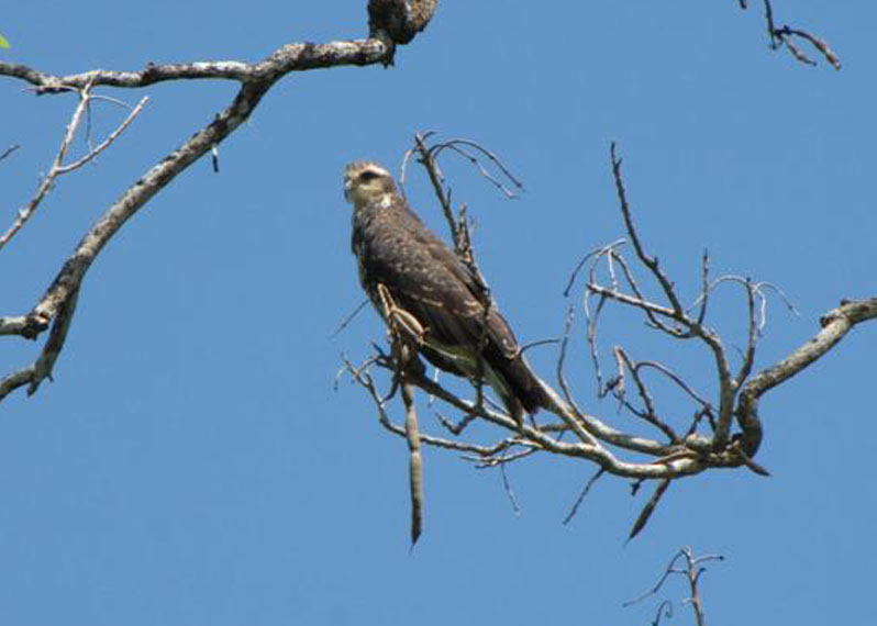 Snail Kite