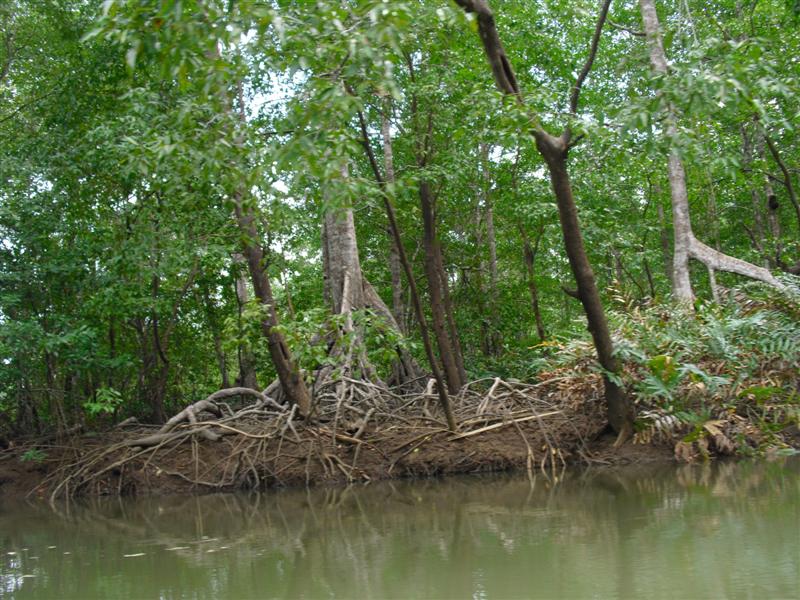 Mangroves