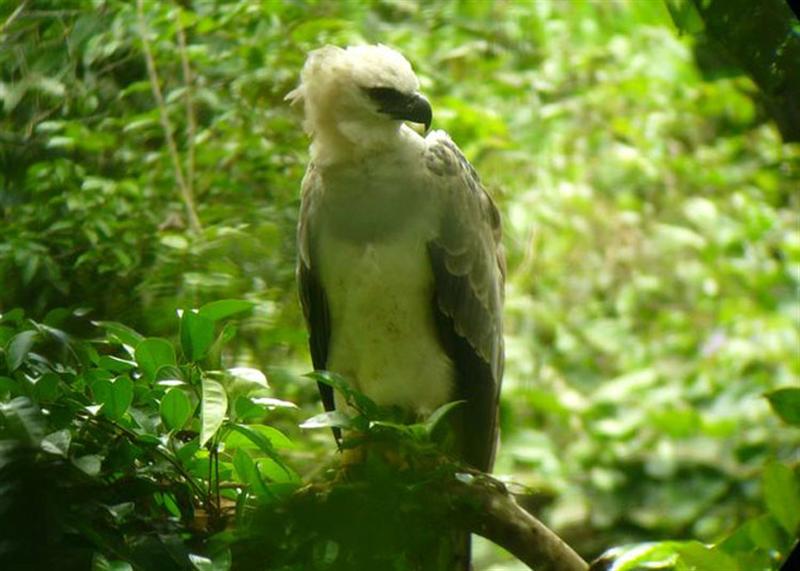 Harpy Eagle