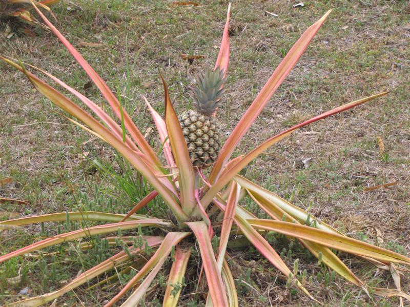 Pineapple