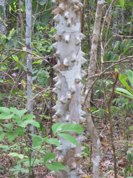 Alligator Tree