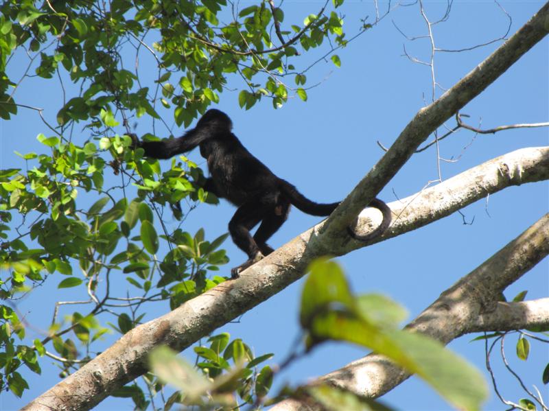 Howler Monkey Eating Figs