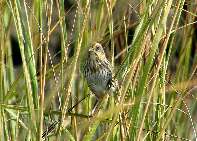 Saltmarsh Sharp-tailed Sparrow