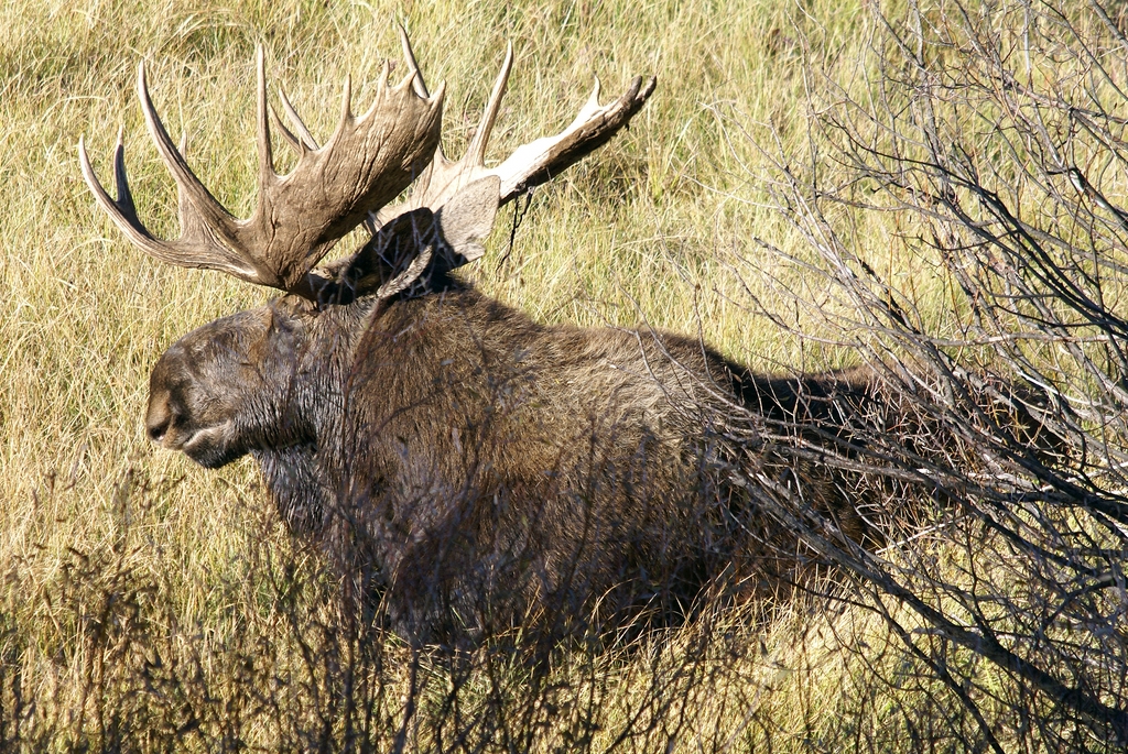 Resting bull moose