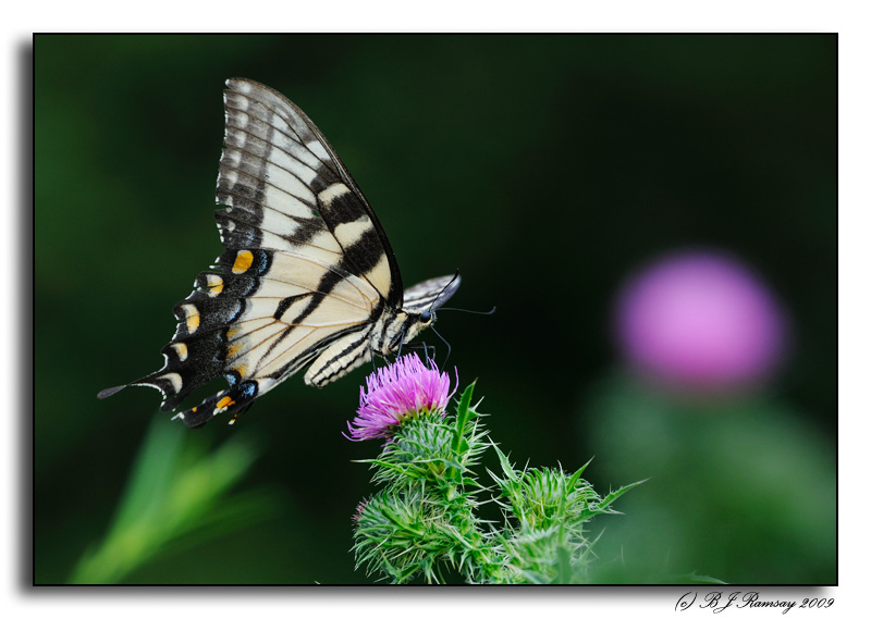 Butterfly on Skyline Drive