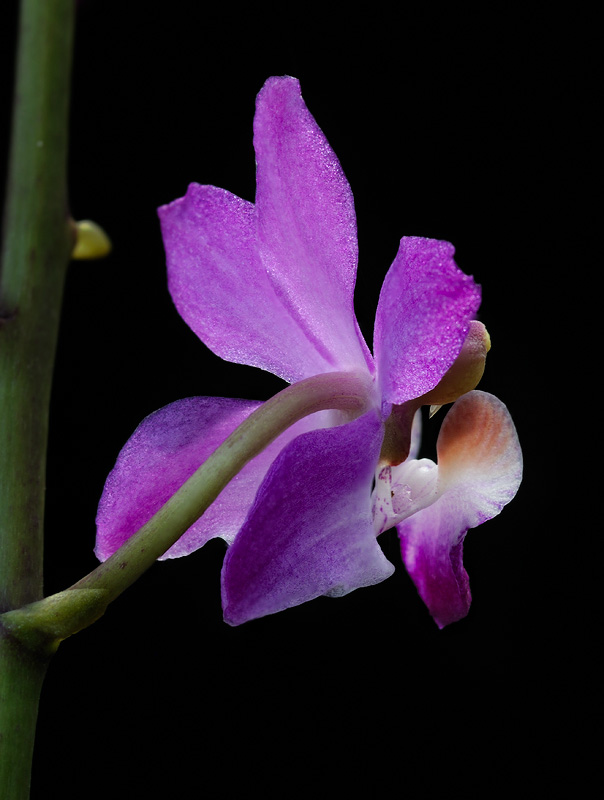 Doritis pulcherrima