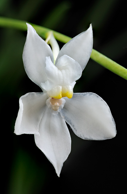Oncicidium spilopterum