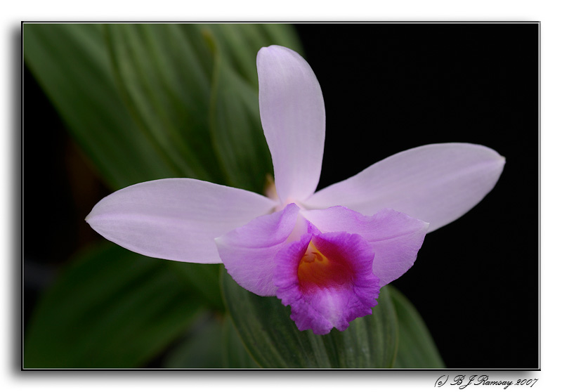 Sobralia biflora