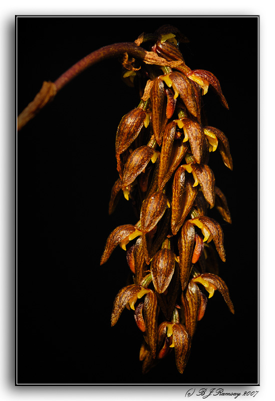 Bulbophyllum brittnerianum