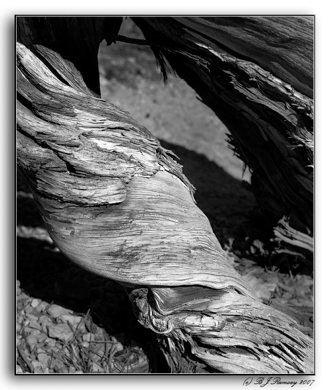 Bryce Deadwood