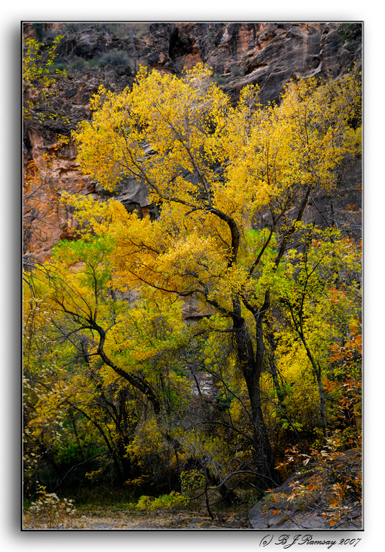 Fall Color at Zion