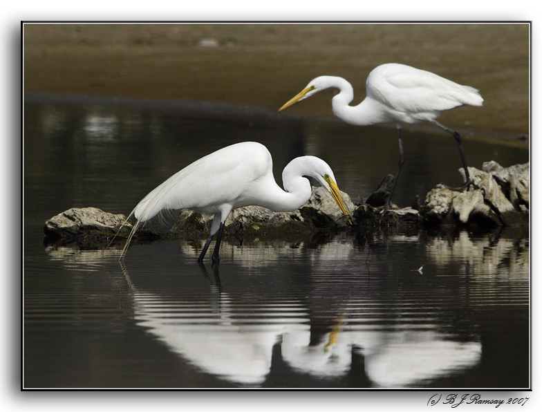 Great Egrets