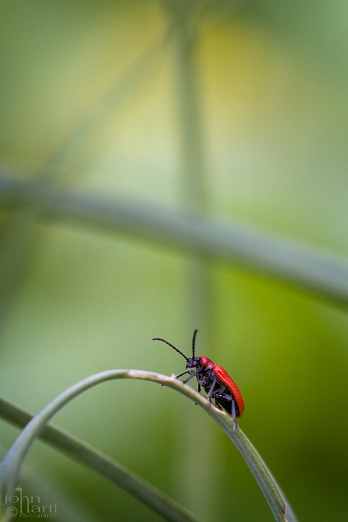 red bug