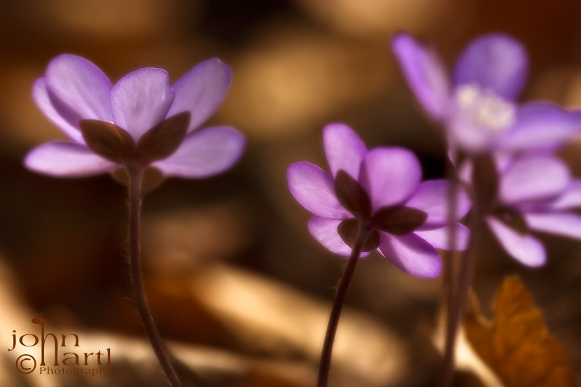blue Anemone