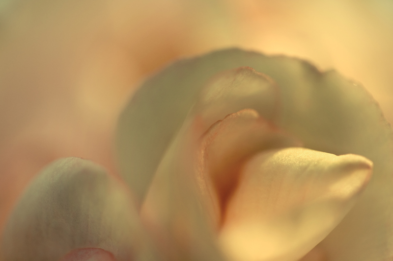 geranium