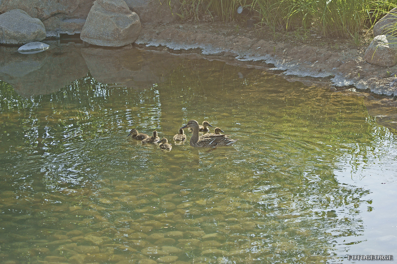 duckfamily_DSC2038.jpg