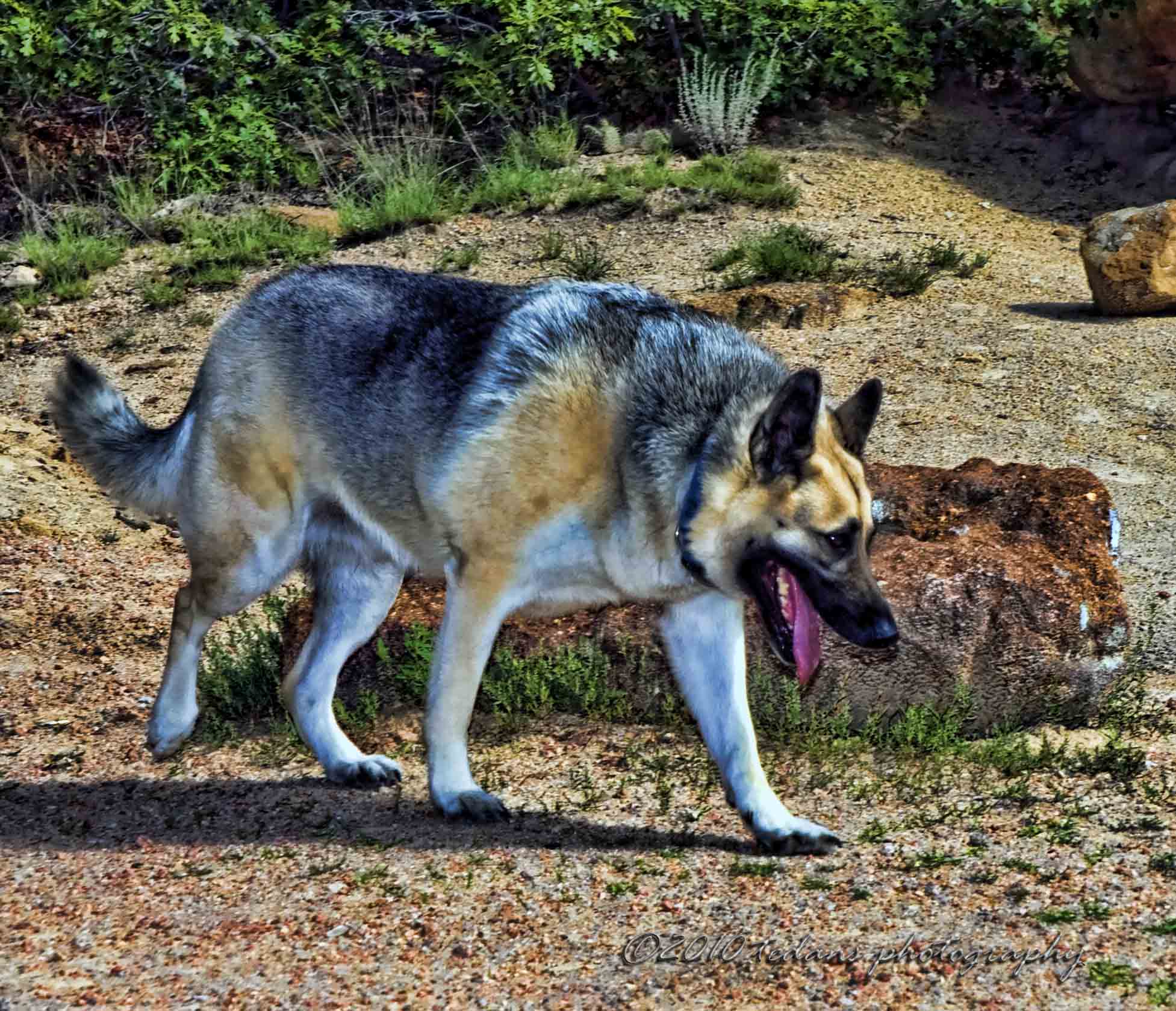 Shepherd