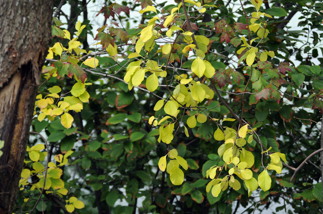 autumn vines