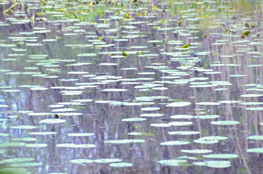 Photoshop Giverny