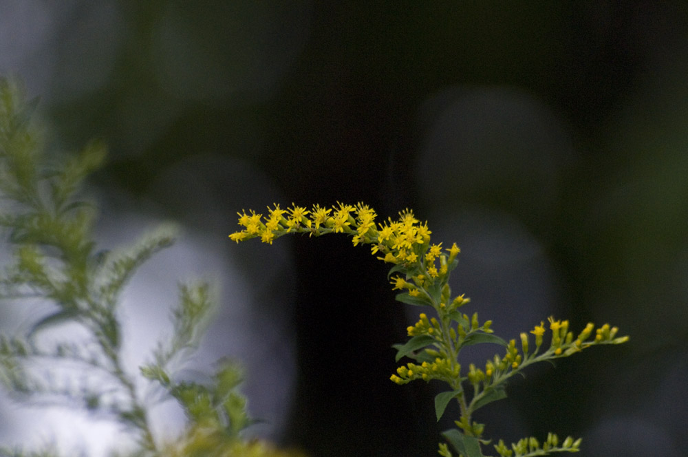 Elm-leaf goldenrod