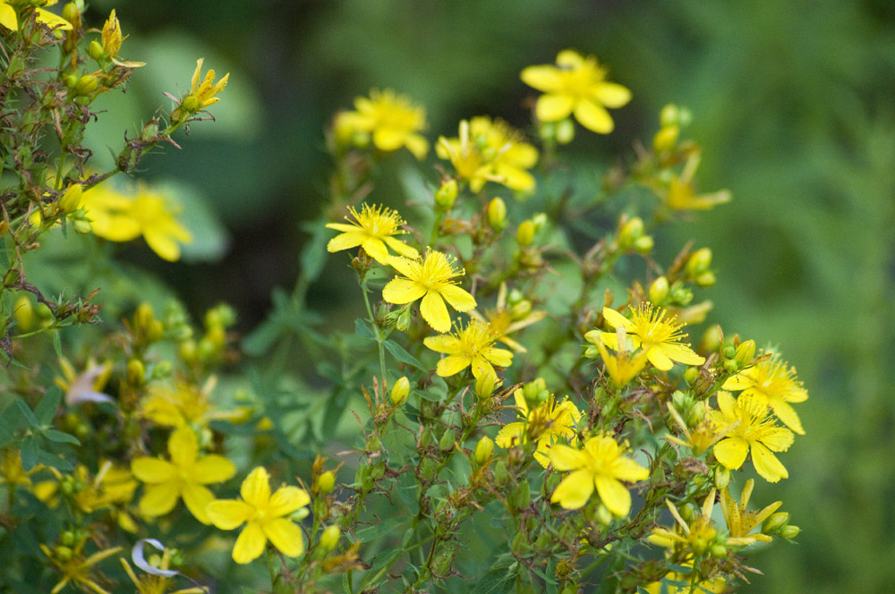 St. Johns wort