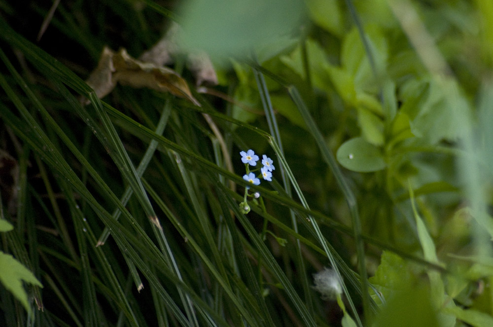 True forget-me-nots