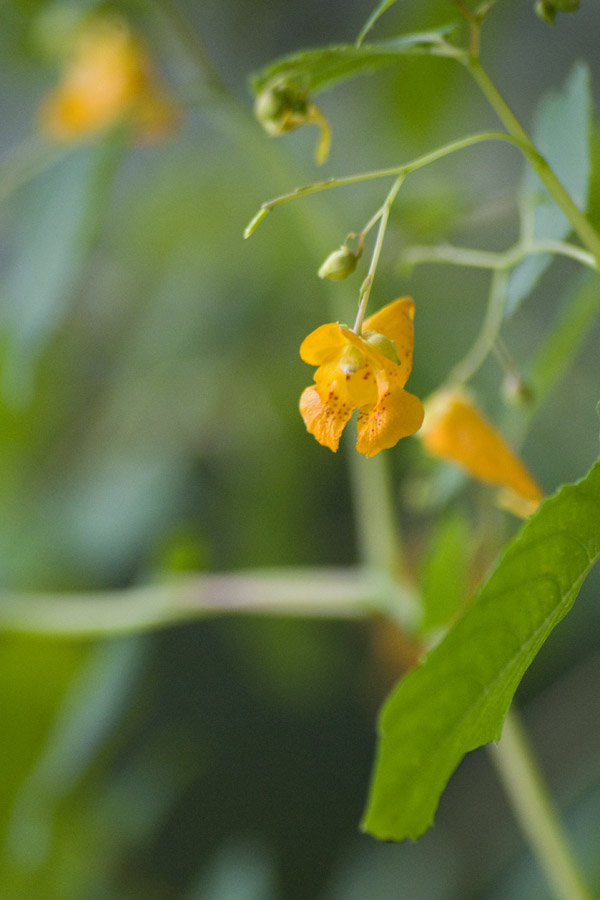 Jewelweed