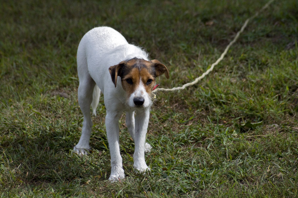 Pining for Murphy Dog