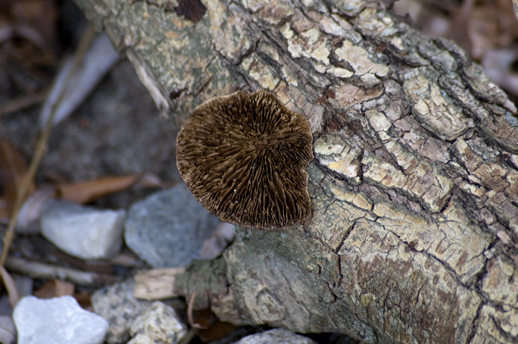 Fungus