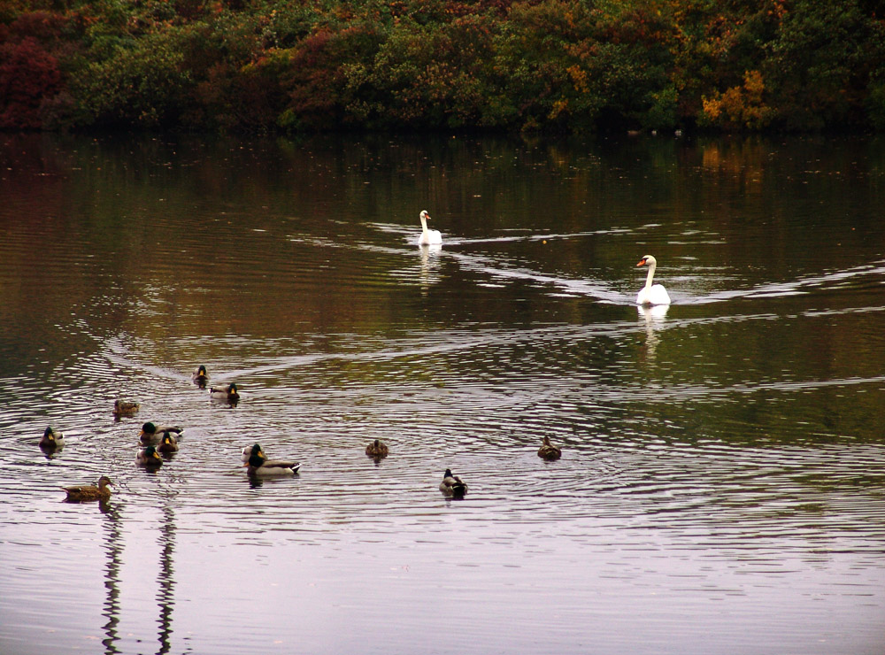 the armada