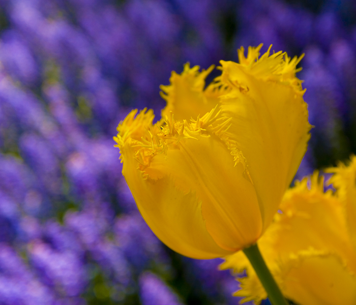 Keukenhof