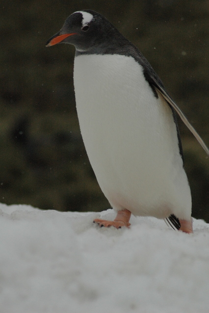 DSC_0137.JPG