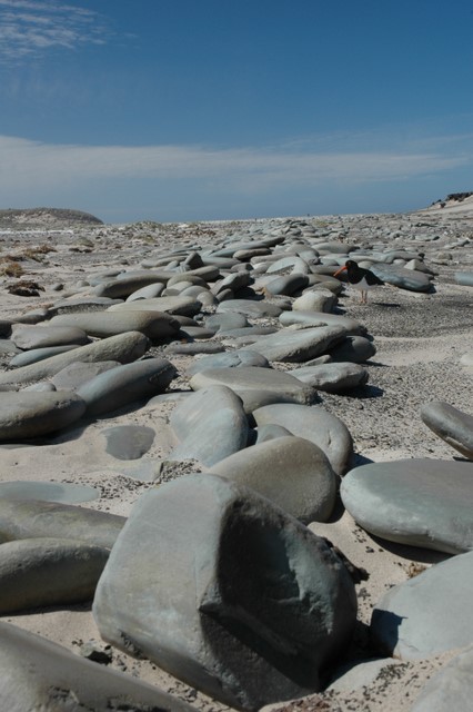 Stones in row with bird.JPG