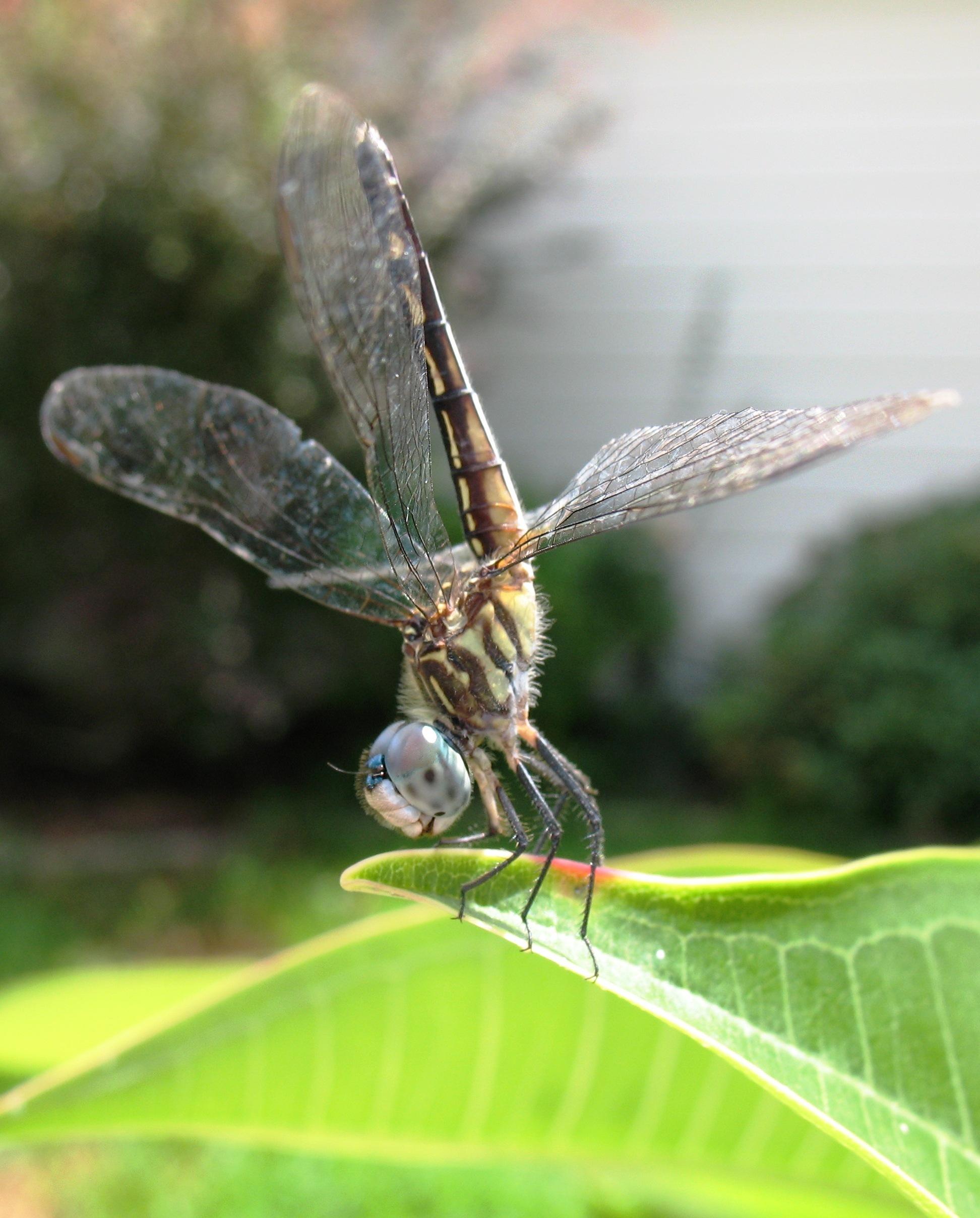 dragonfly.JPG