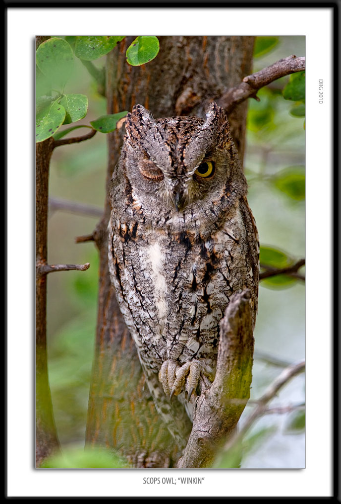 _G0G3876-Scops Owl Winkin.jpg