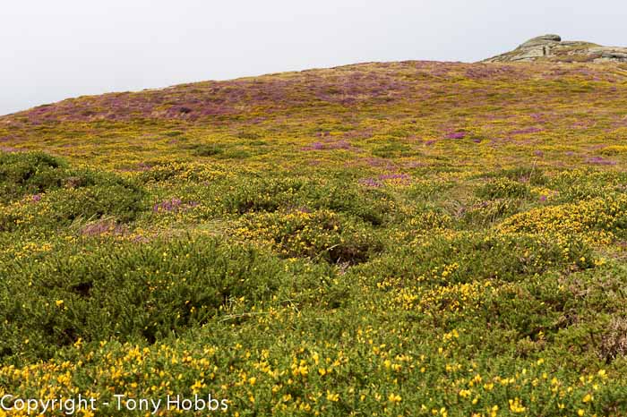 Haytor