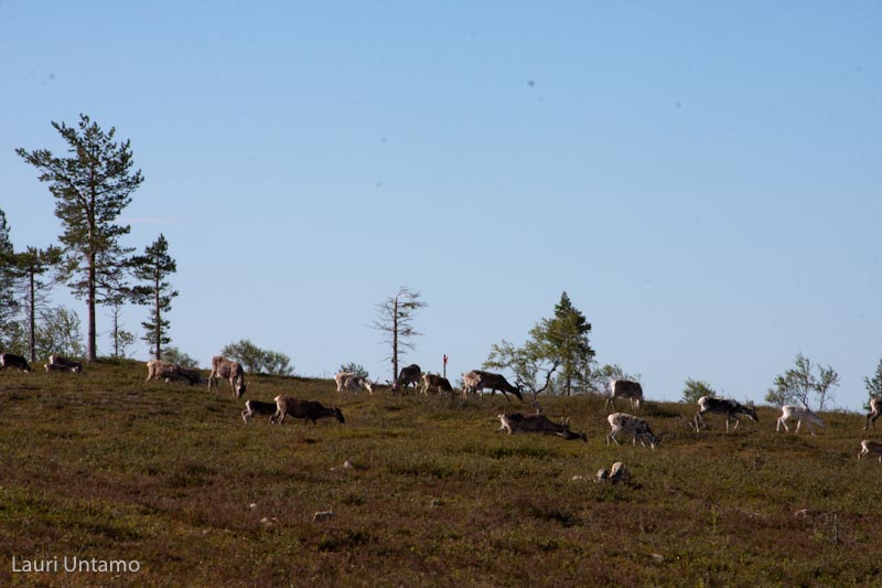 Lappi2010-149.jpg