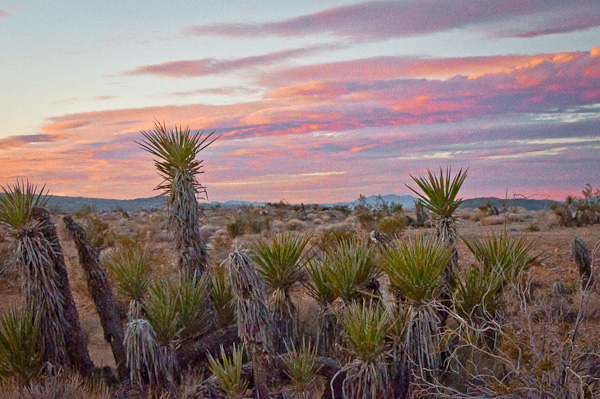 Sunset Over the Yucca