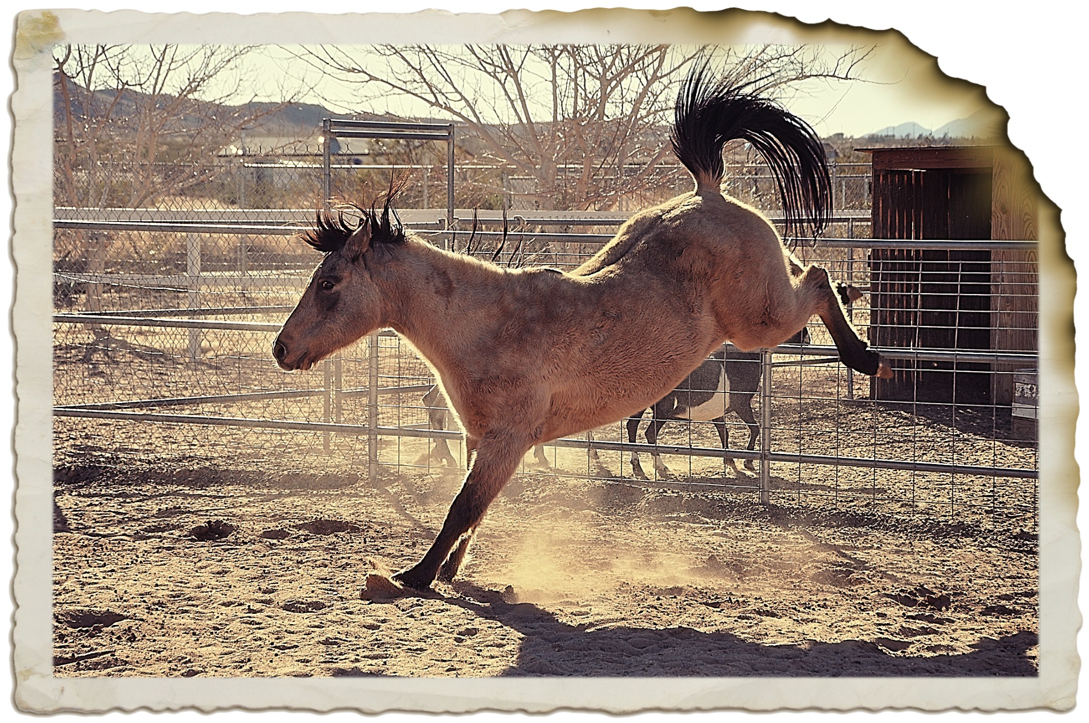 Bronco Billy