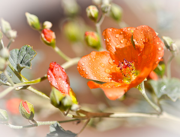 Apricot Mallow