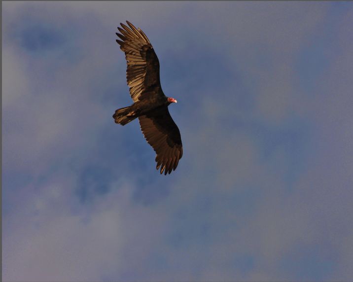 The Turkey Vultures Are Migrating Over The Desert