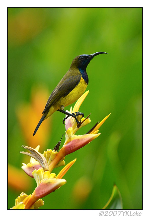 Olive-backed Sunbird