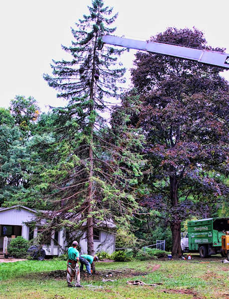 spruce_9537w.jpg