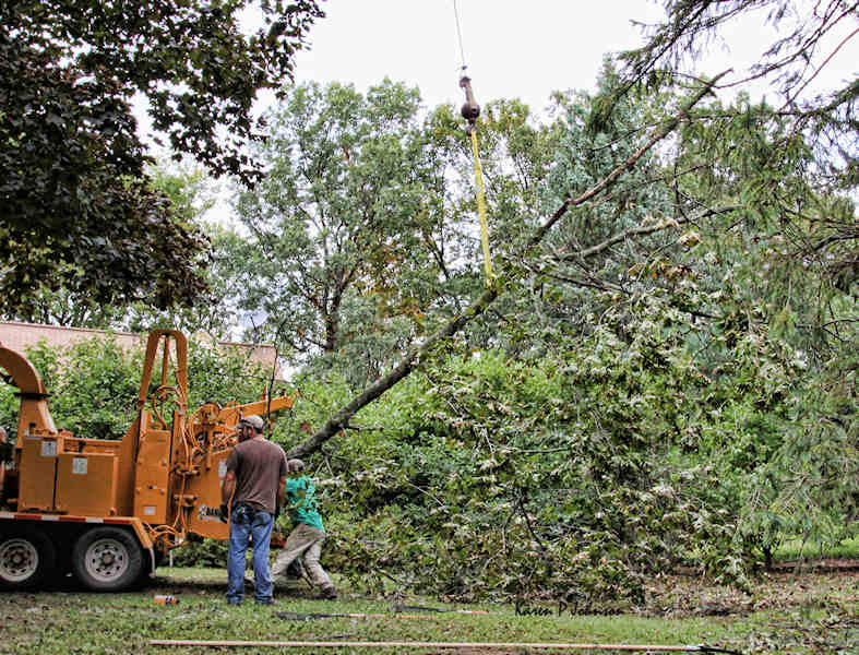 tree1_9439w.jpg