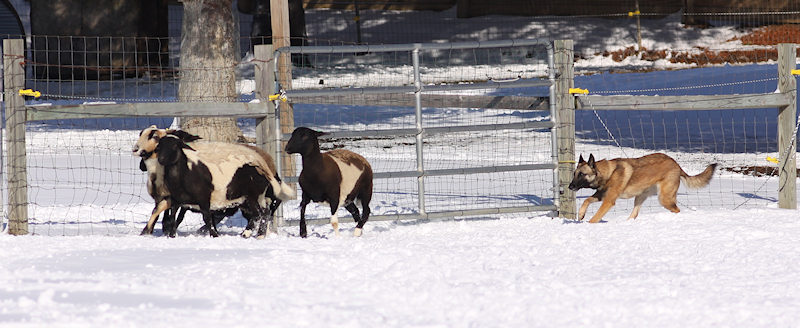 Good sheepies