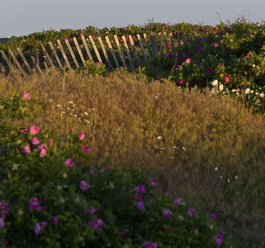 pbase dunes  second beach June 5 2011 1 of 1.jpg